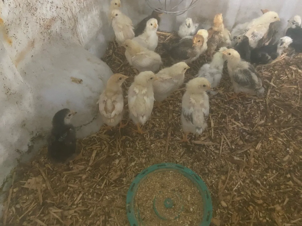 Chicks - Image 2