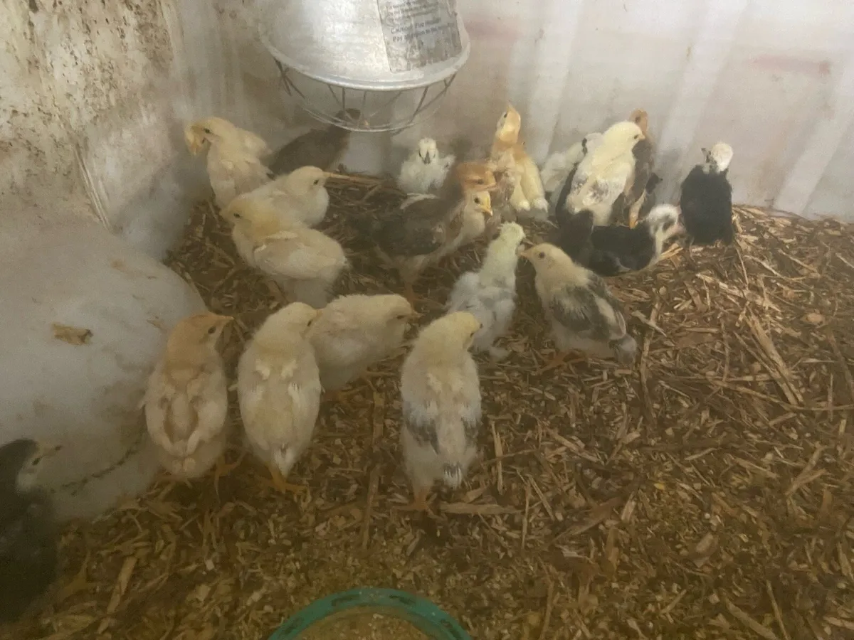 Chicks - Image 3
