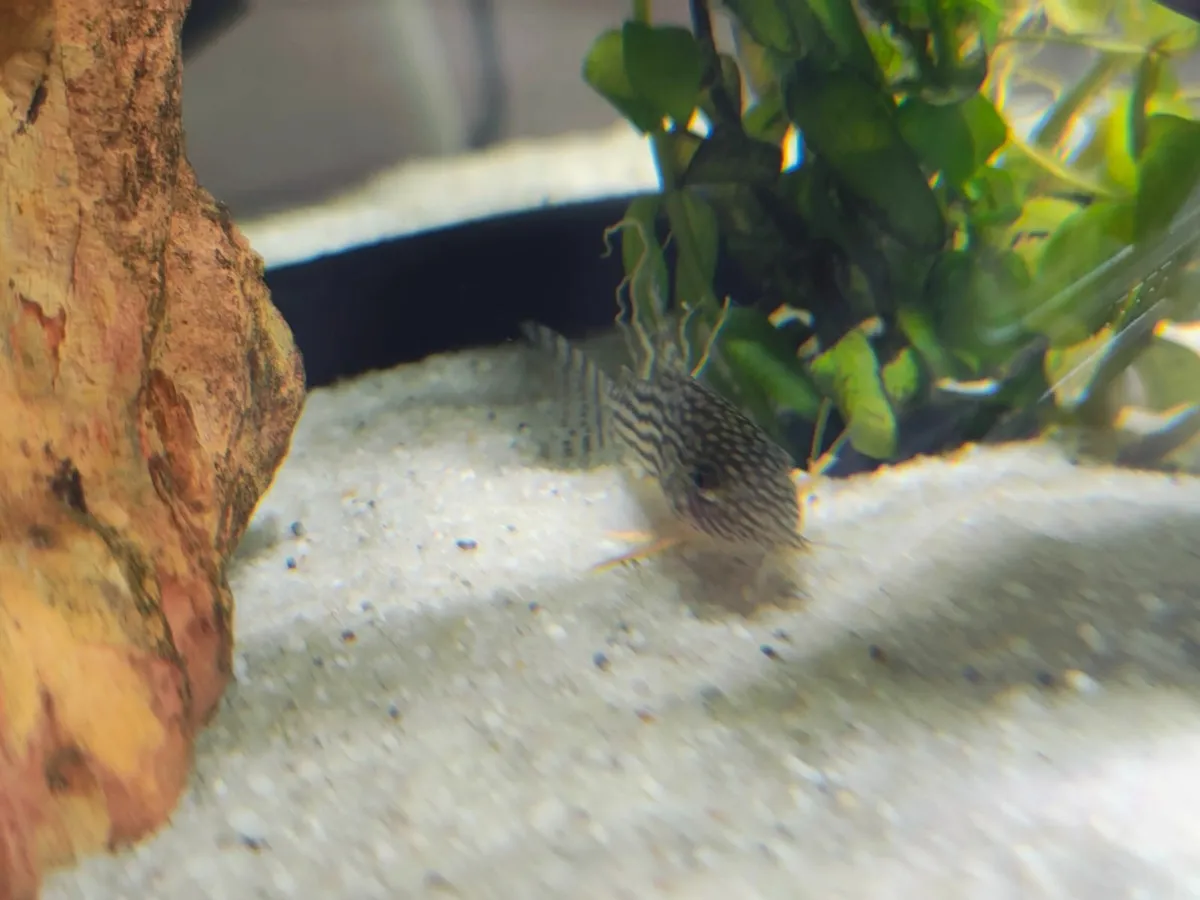 Fish tank - Image 3
