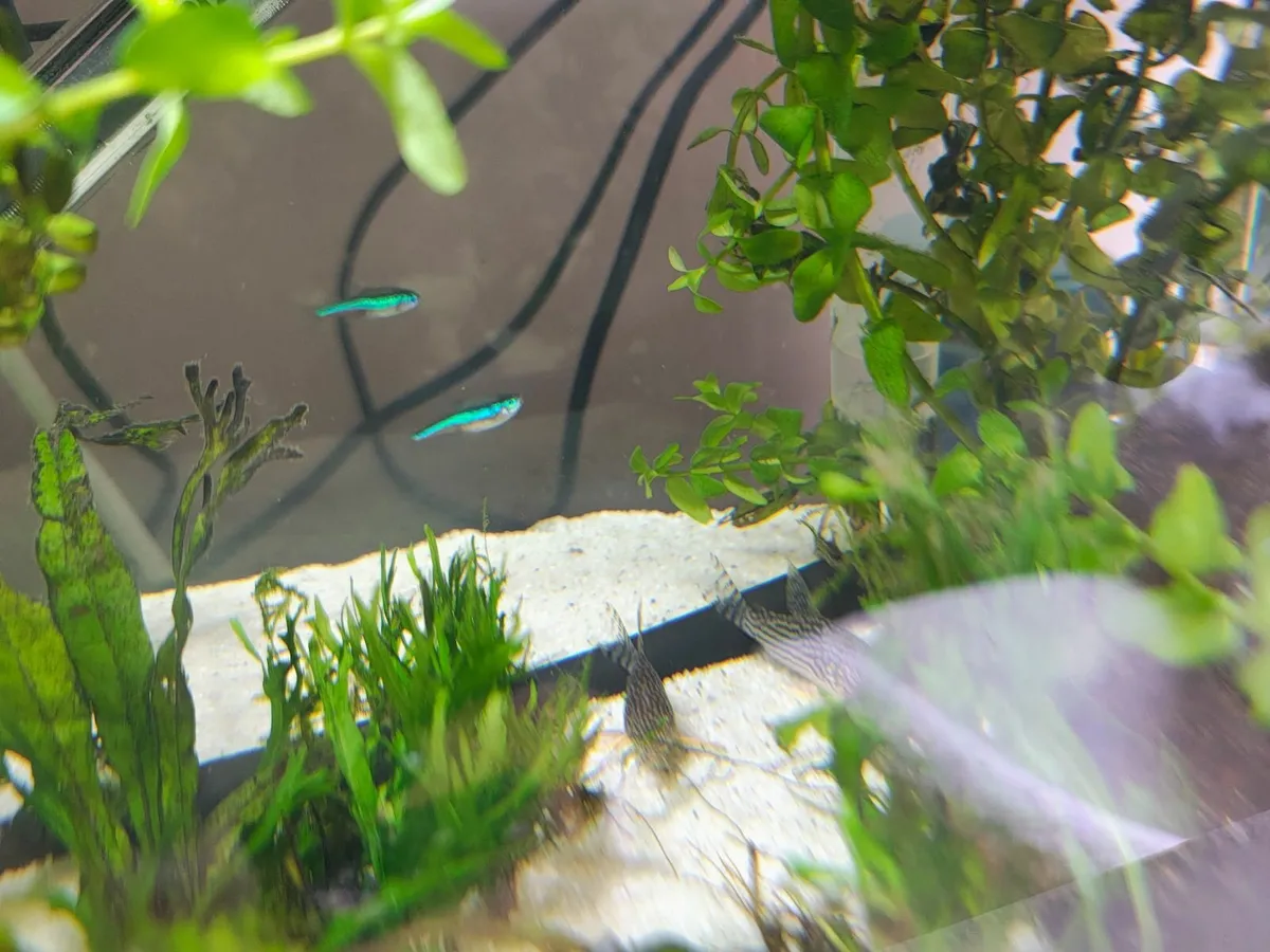 Fish tank - Image 4