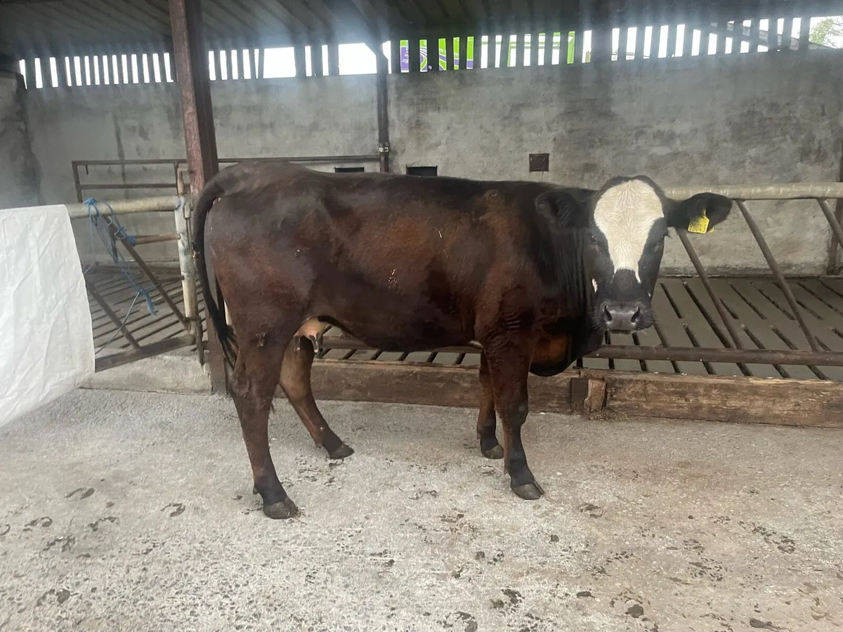 Foster Cow - Image 2