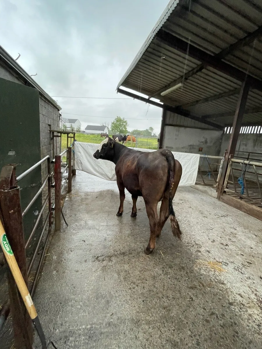 Foster Cow - Image 3