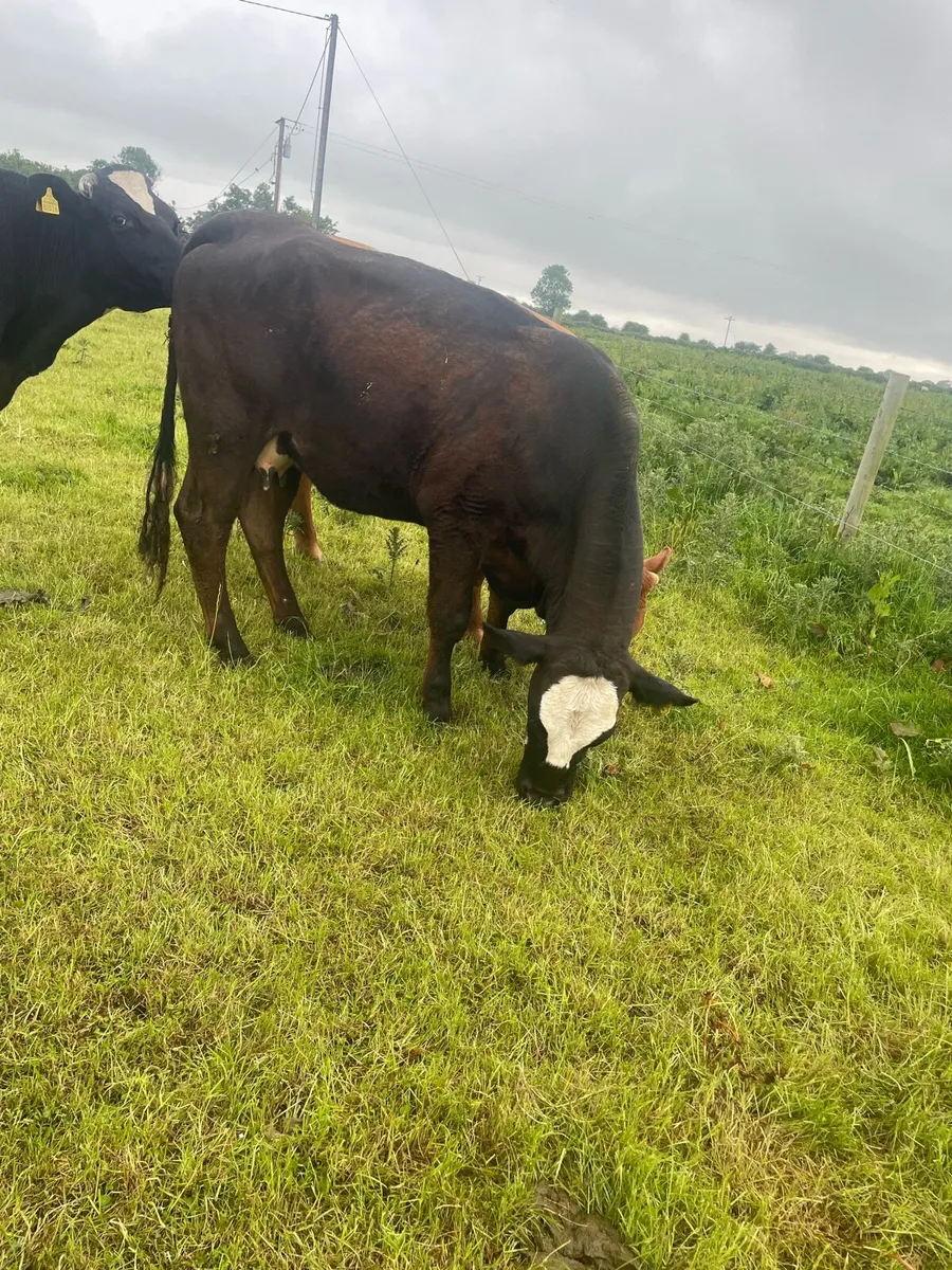Foster Cow - Image 4