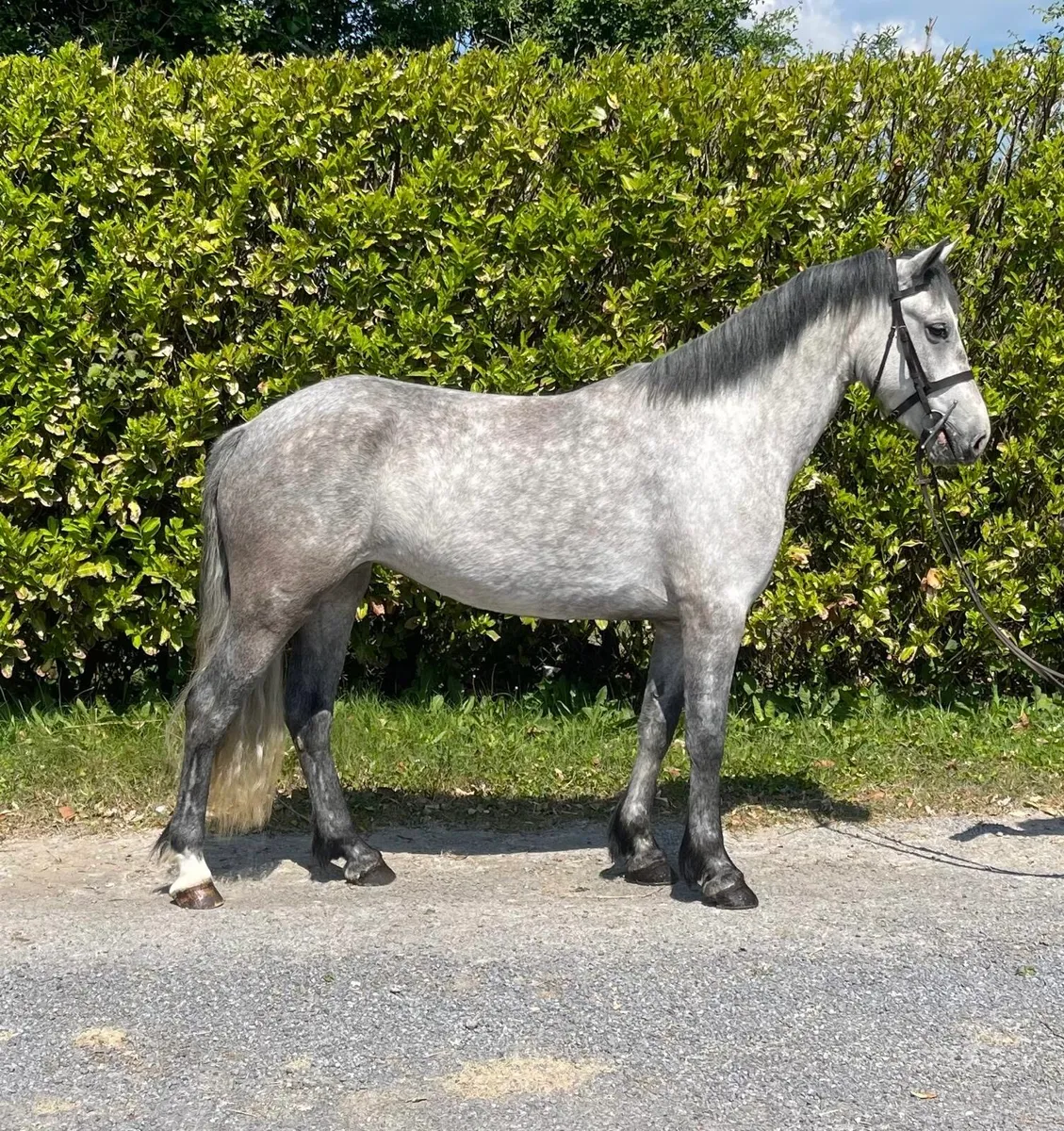 *148cm Pony * - Image 1