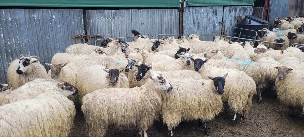 X Bred Ewe Hoggets - Image 2