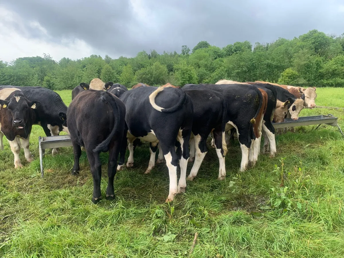17 store bullocks - Image 3