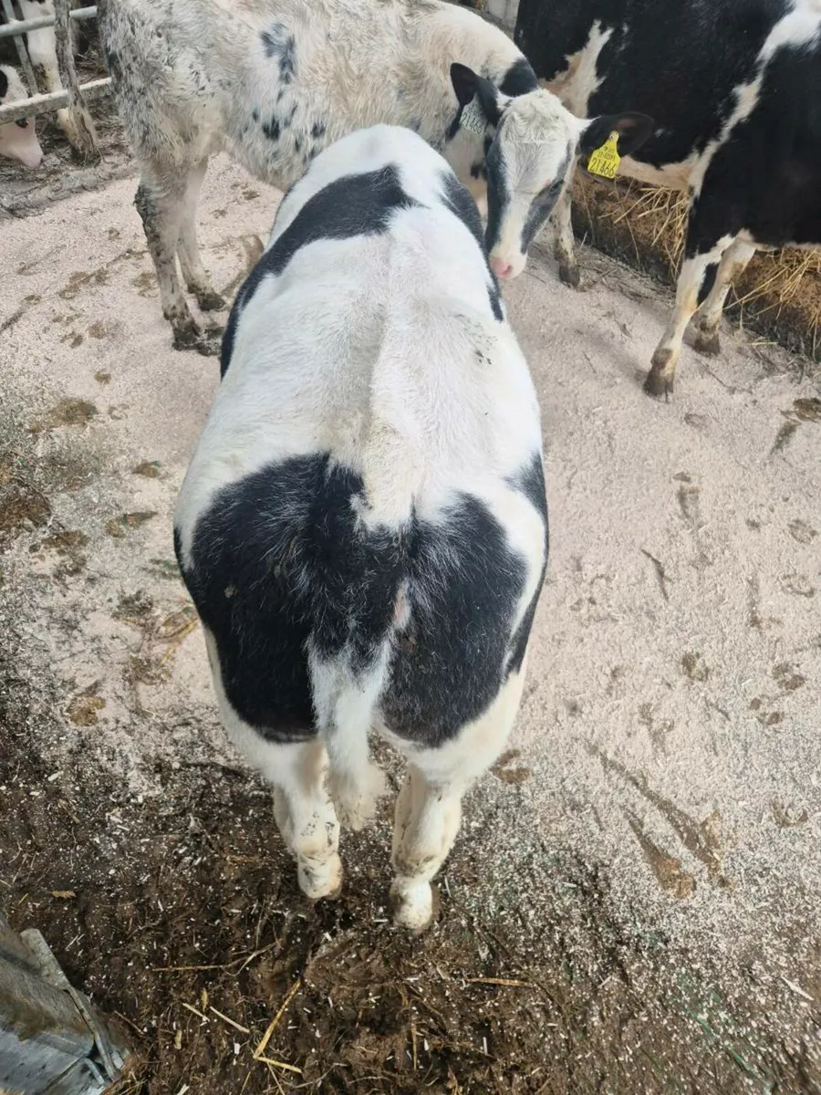 Calves from 16 weeks old - Image 1