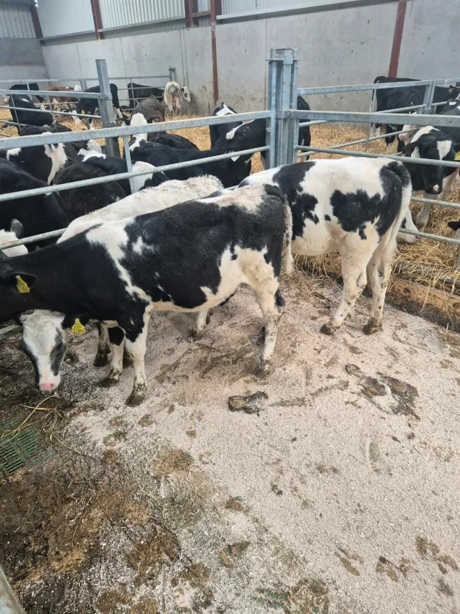 Calves from 16 weeks old - Image 2