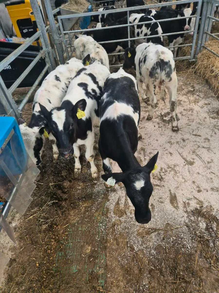Calves from 16 weeks old - Image 3