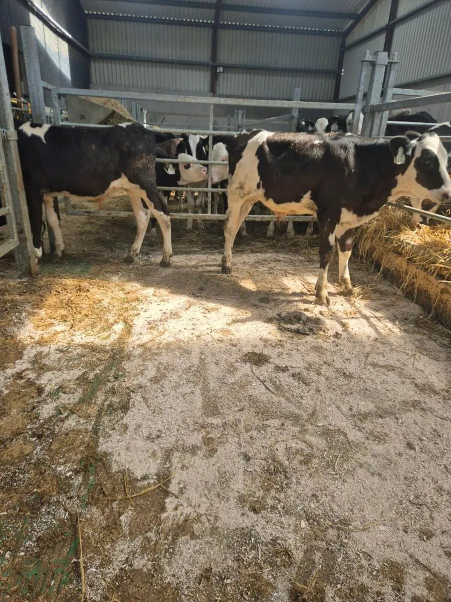 Calves from 16 weeks old - Image 4