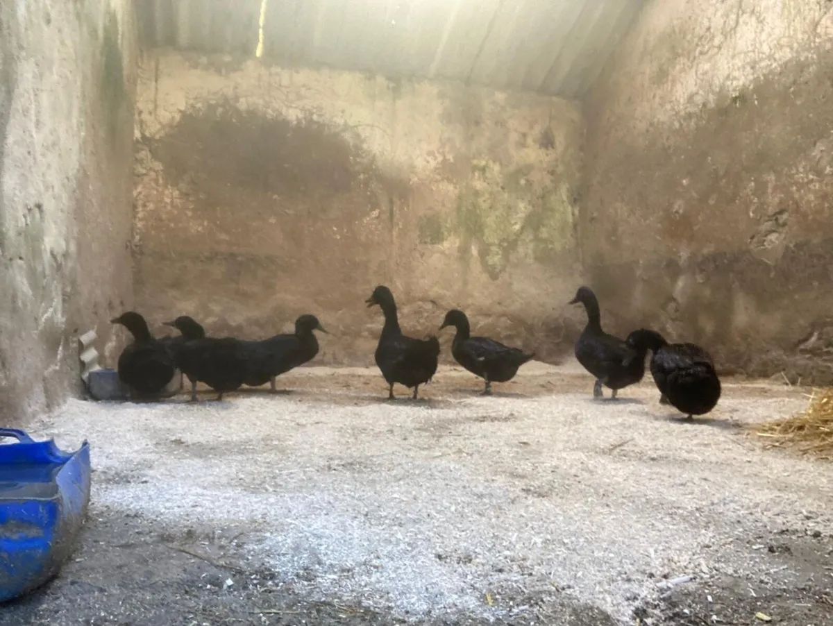 Ducks, Hatching Eggs & Ducklings - Image 1