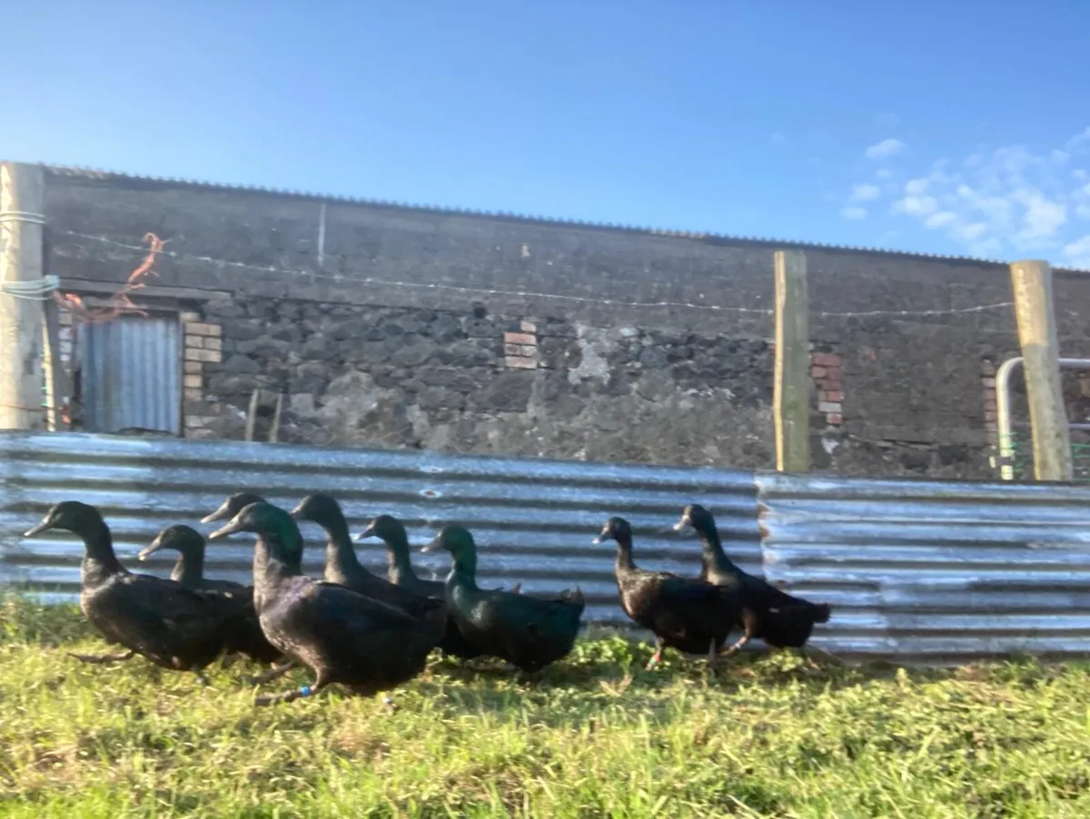 Ducks, Hatching Eggs & Ducklings - Image 2