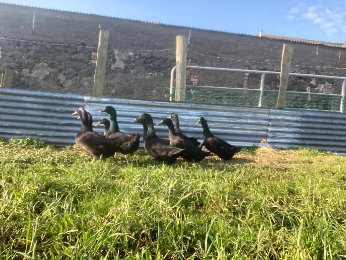 Ducks, Hatching Eggs & Ducklings - Image 3