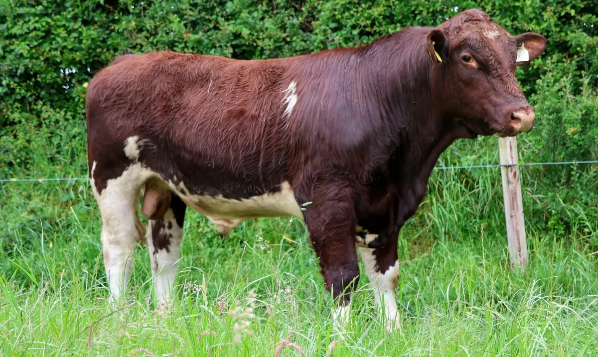 Pedigree Angus & Beef Shorthorn Bull For Sale - Image 3