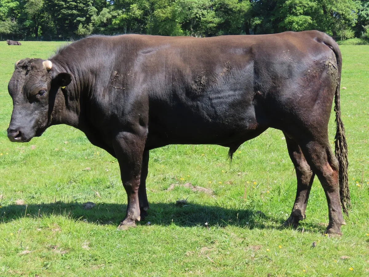 15 Wagyu bulls for sale at New Ross mart - Image 1