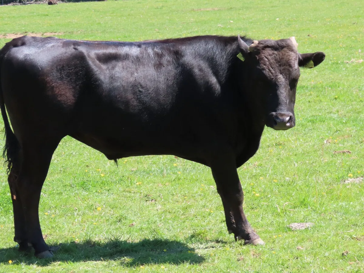 15 Wagyu bulls for sale at New Ross mart - Image 3