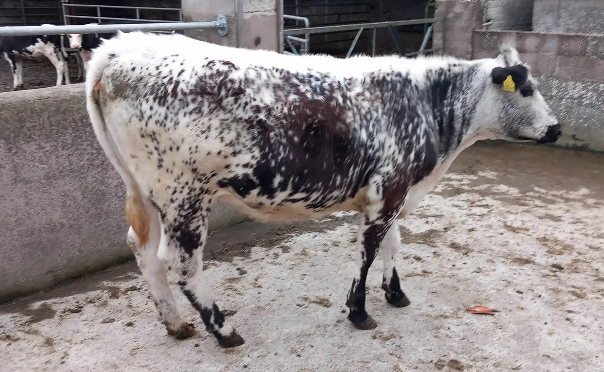 Speckle Park Maiden Heifer - Image 1