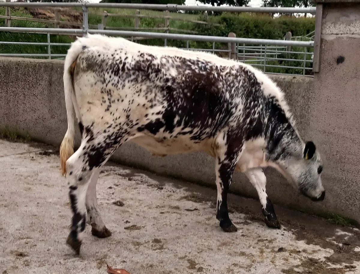 Speckle Park Maiden Heifer - Image 2