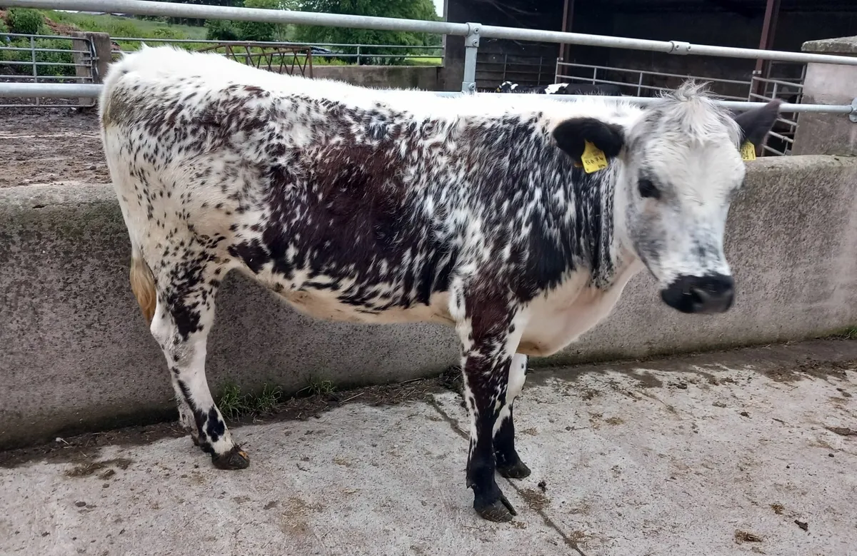 Speckle Park Maiden Heifer - Image 3