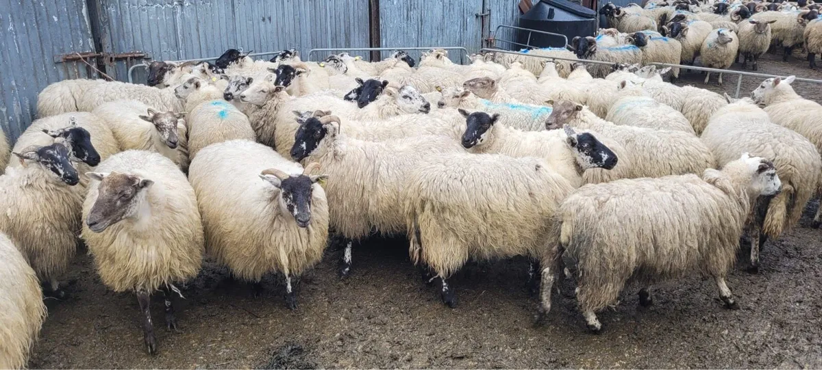 X Bred Ewe Hoggets - Image 3