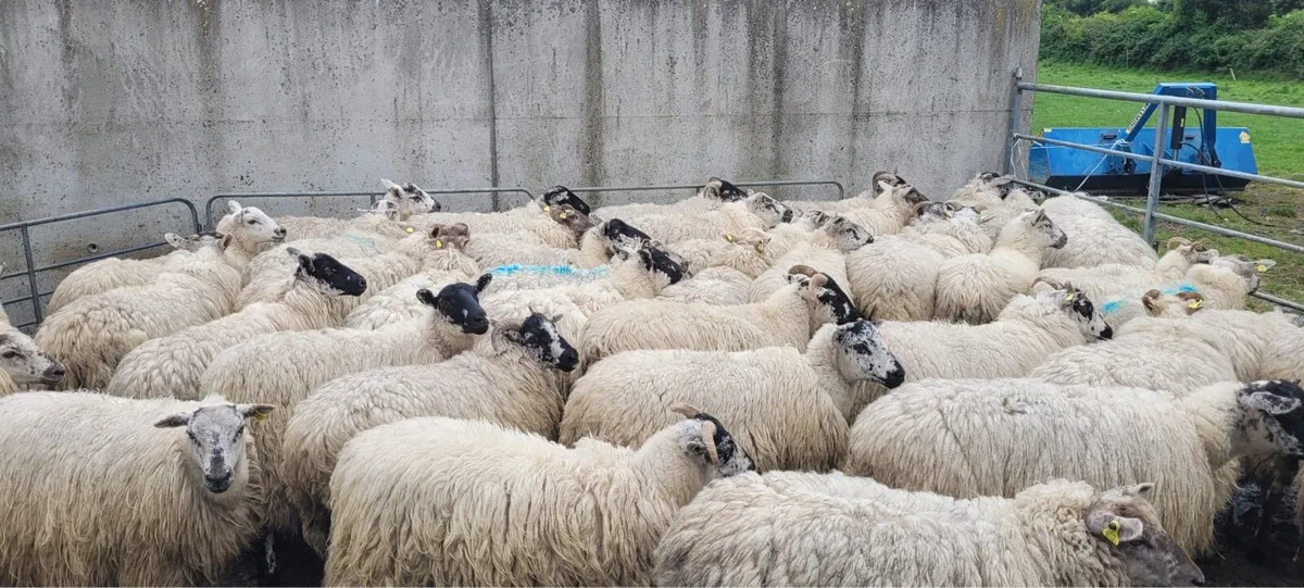 X Bred Ewe Hoggets - Image 4