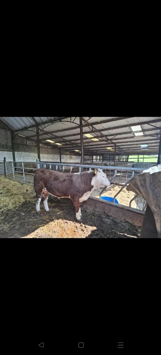 Pedigree Hereford Bull for sale - Image 3