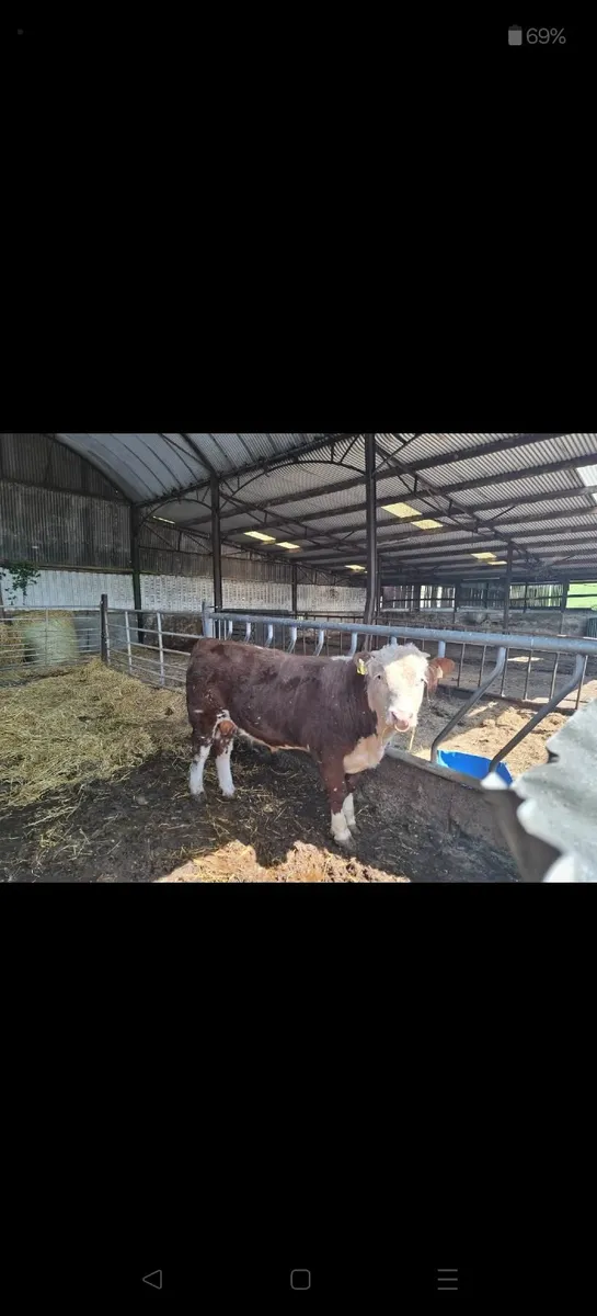 Pedigree Hereford Bull for sale - Image 1