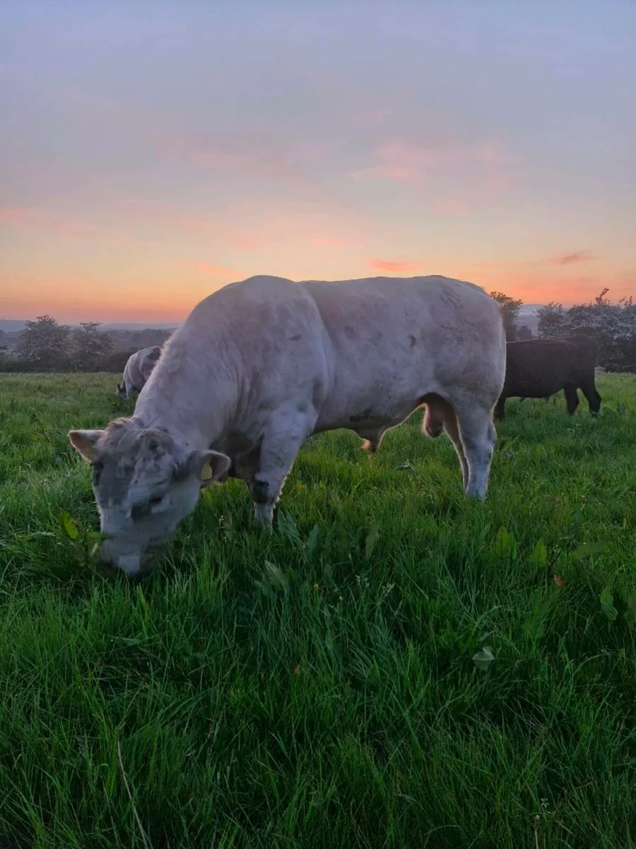 Ch bull - Image 1
