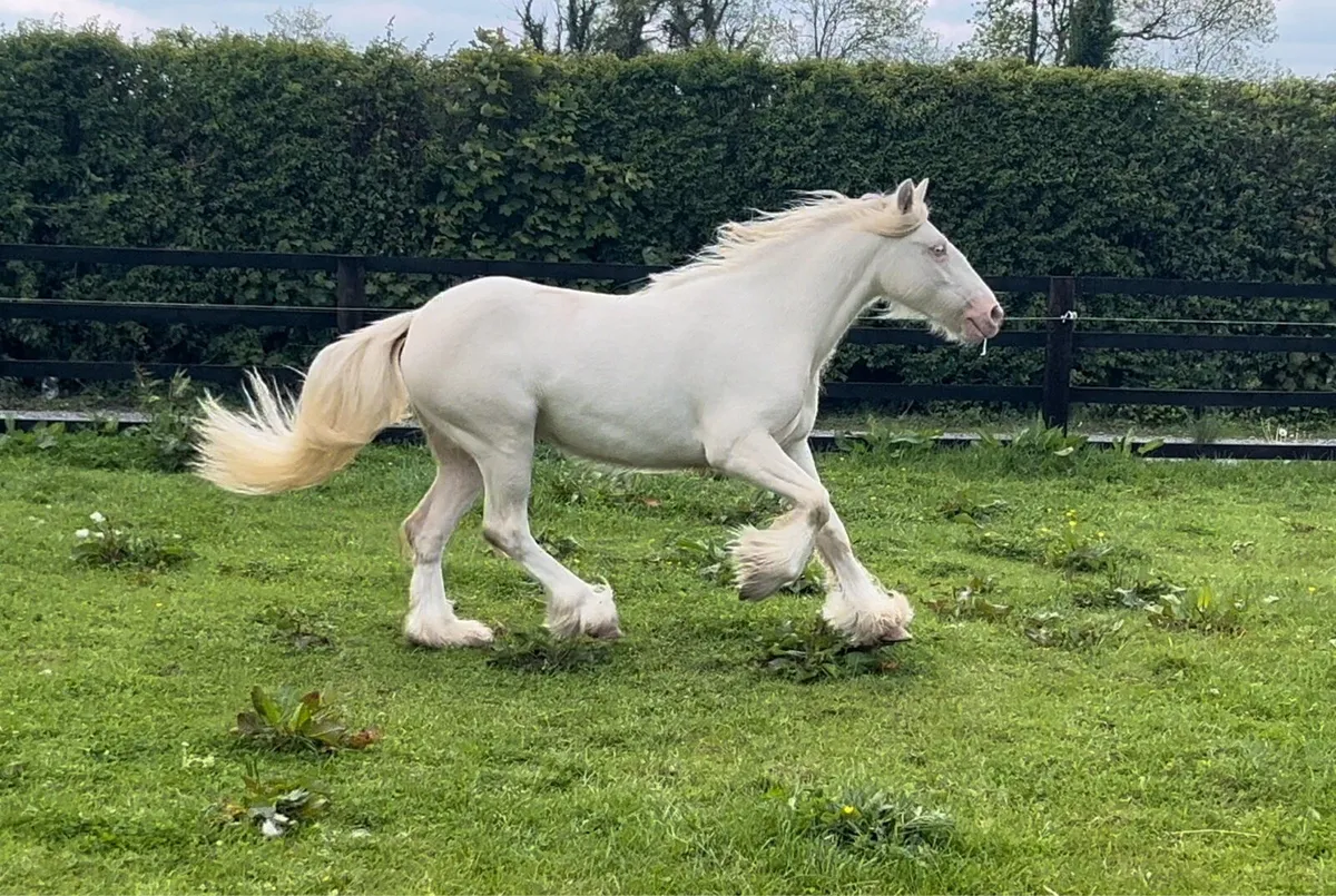 Heavy Cremello Filly - Image 1