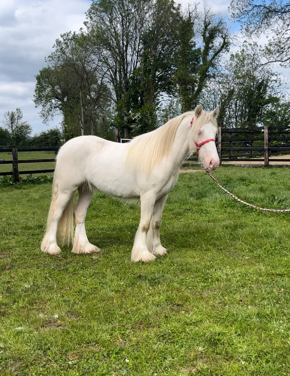 Heavy Cremello Filly - Image 3