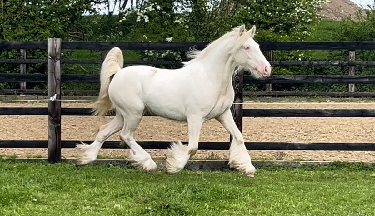 Heavy Cremello Filly - Image 4