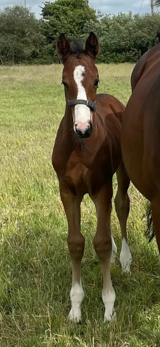 Colt foal by Ard Rock Star - Image 2