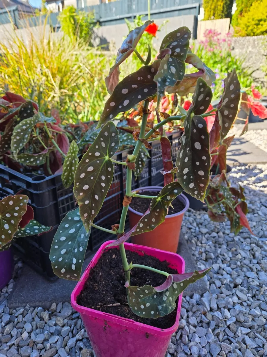 Spotted Begonia - House Plant - Image 1