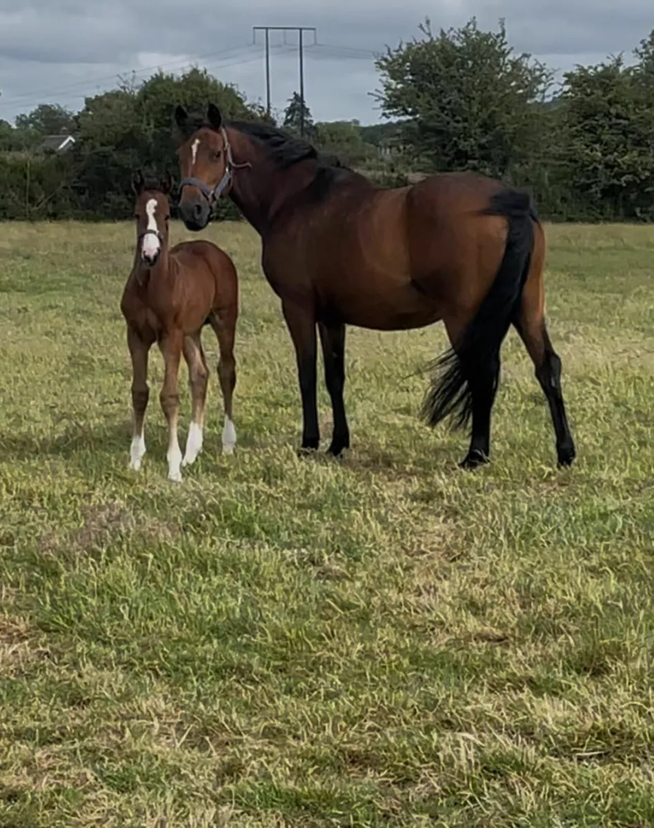 Colt foal by Ard Rock Star - Image 1