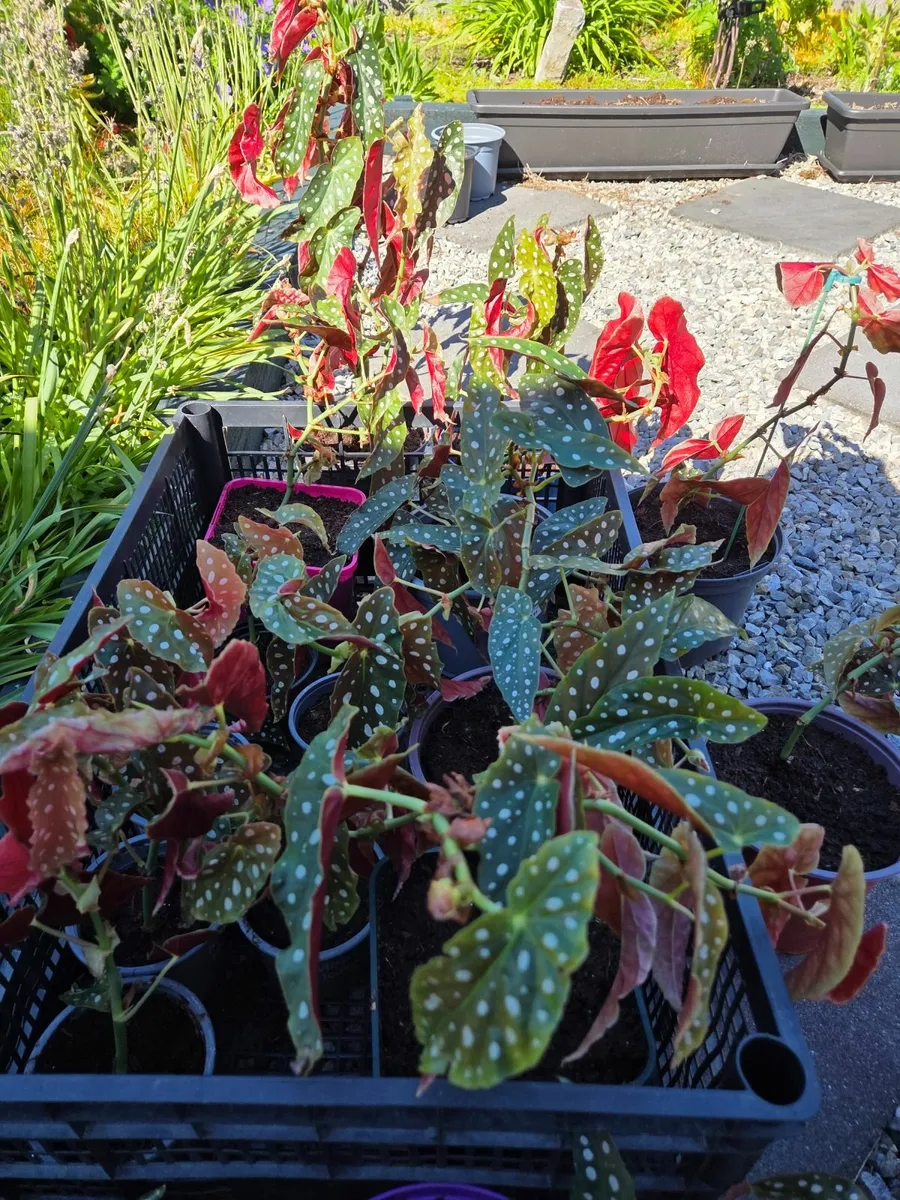 Spotted Begonia - House Plant - Image 2
