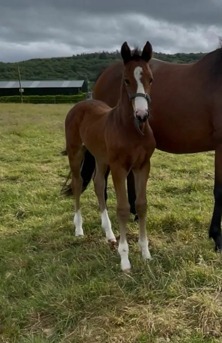 Colt foal by Ard Rock Star - Image 3