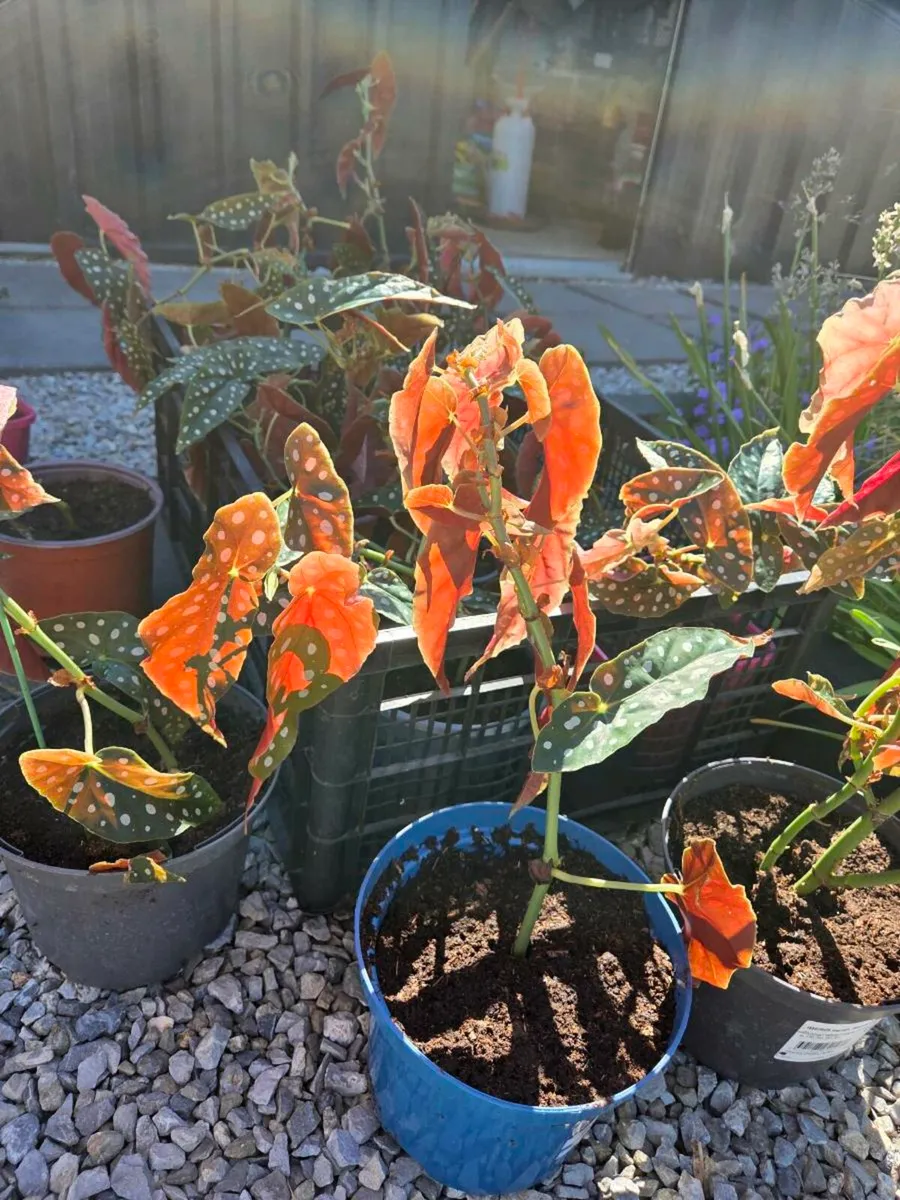 Spotted Begonia - House Plant - Image 3