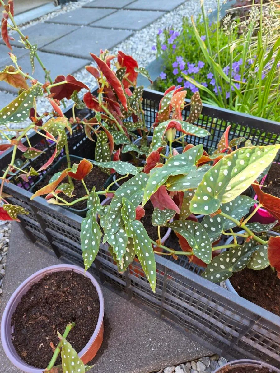 Spotted Begonia - House Plant - Image 4