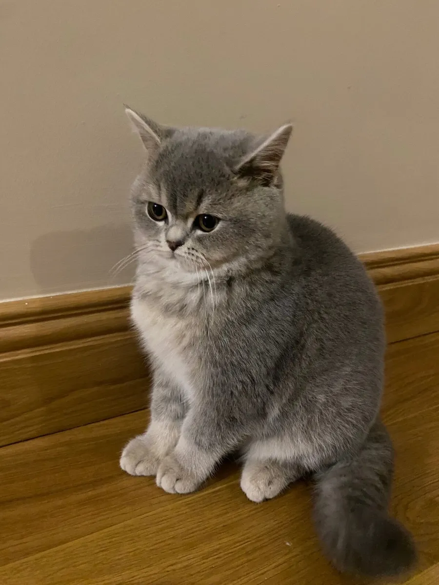 Cat - Image 1