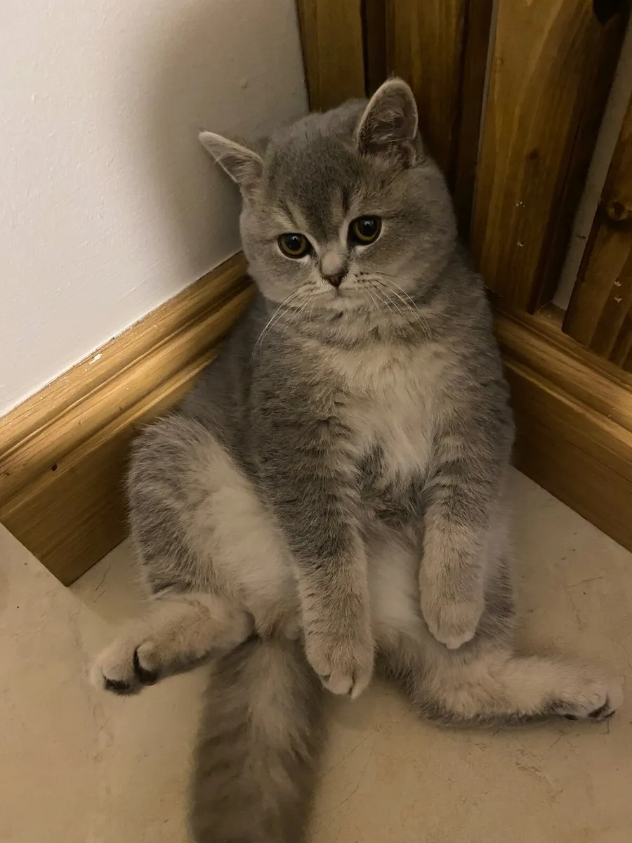 Cat - Image 2