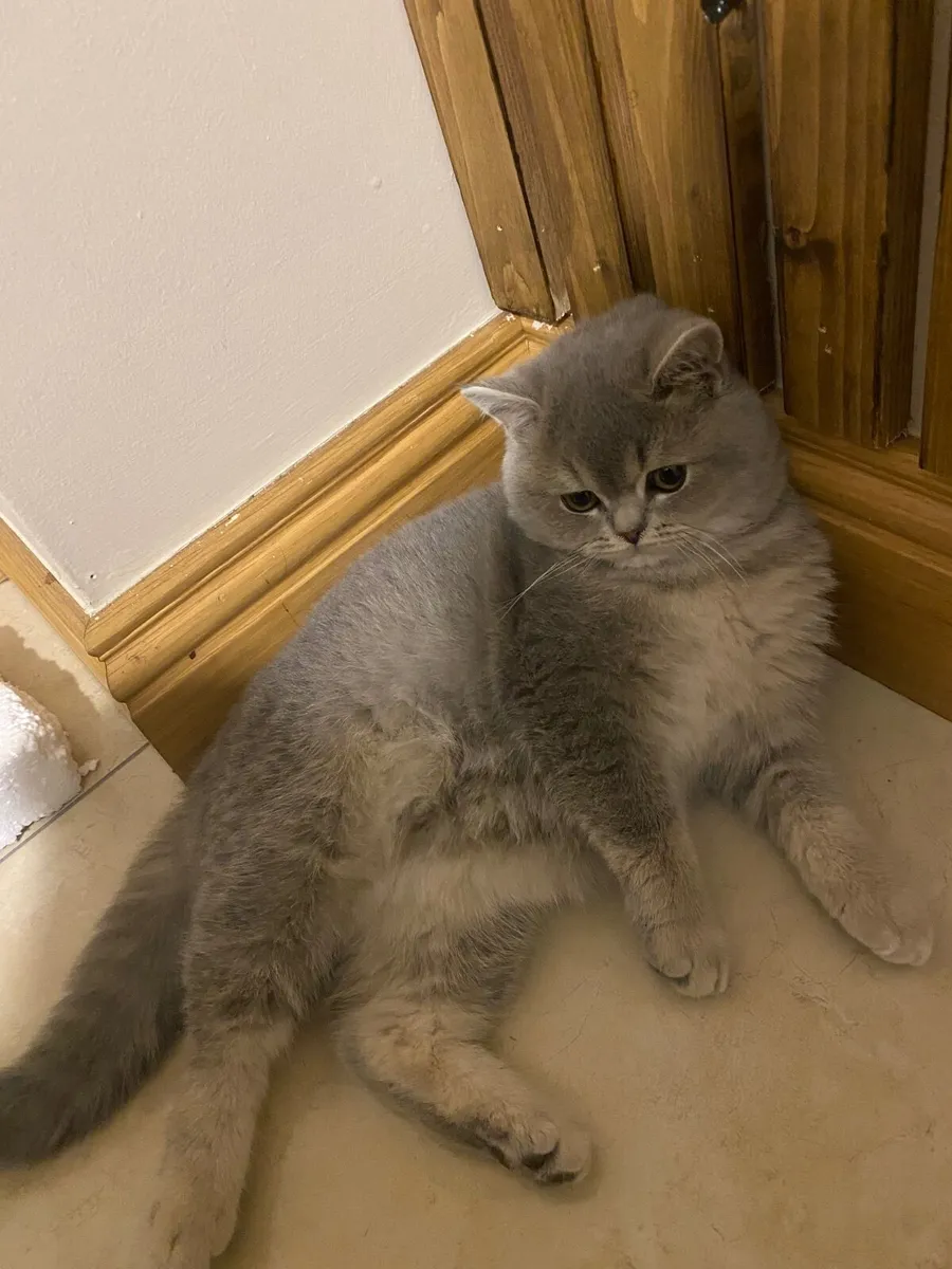 Cat - Image 3
