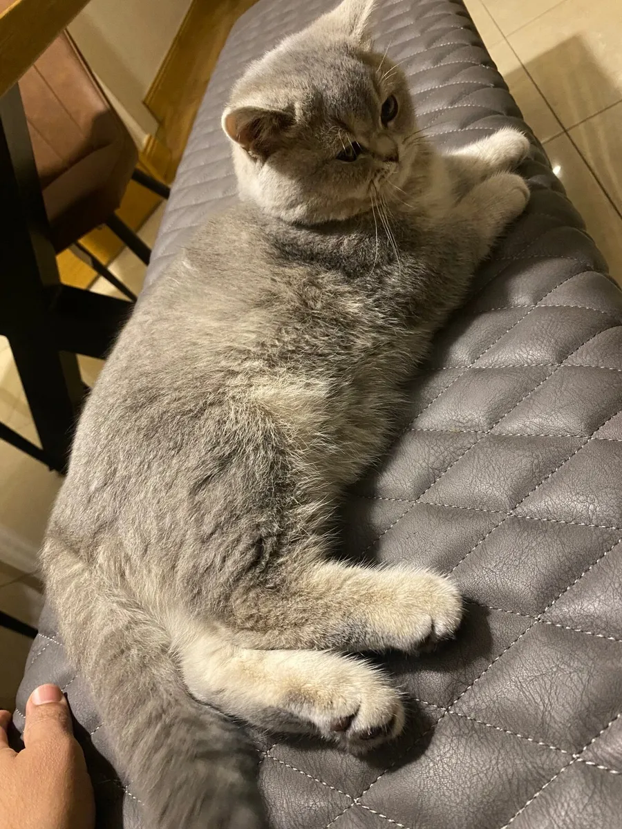 Cat - Image 4