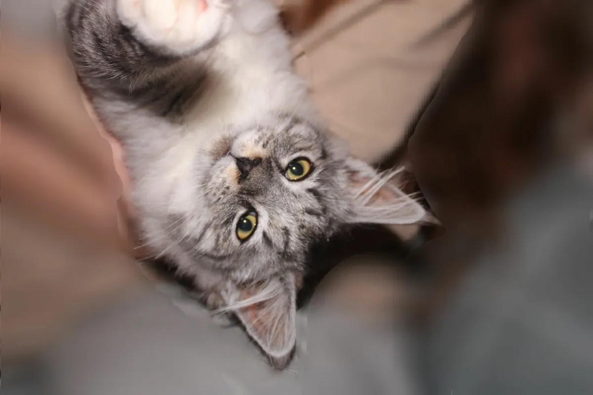 Gorgeous, Goofy Maine Coon Girl - Image 3