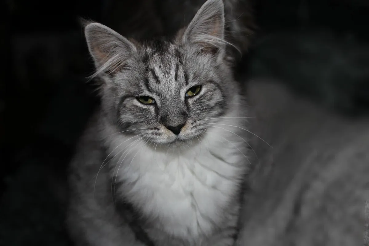 Gorgeous, Goofy Maine Coon Girl - Image 1