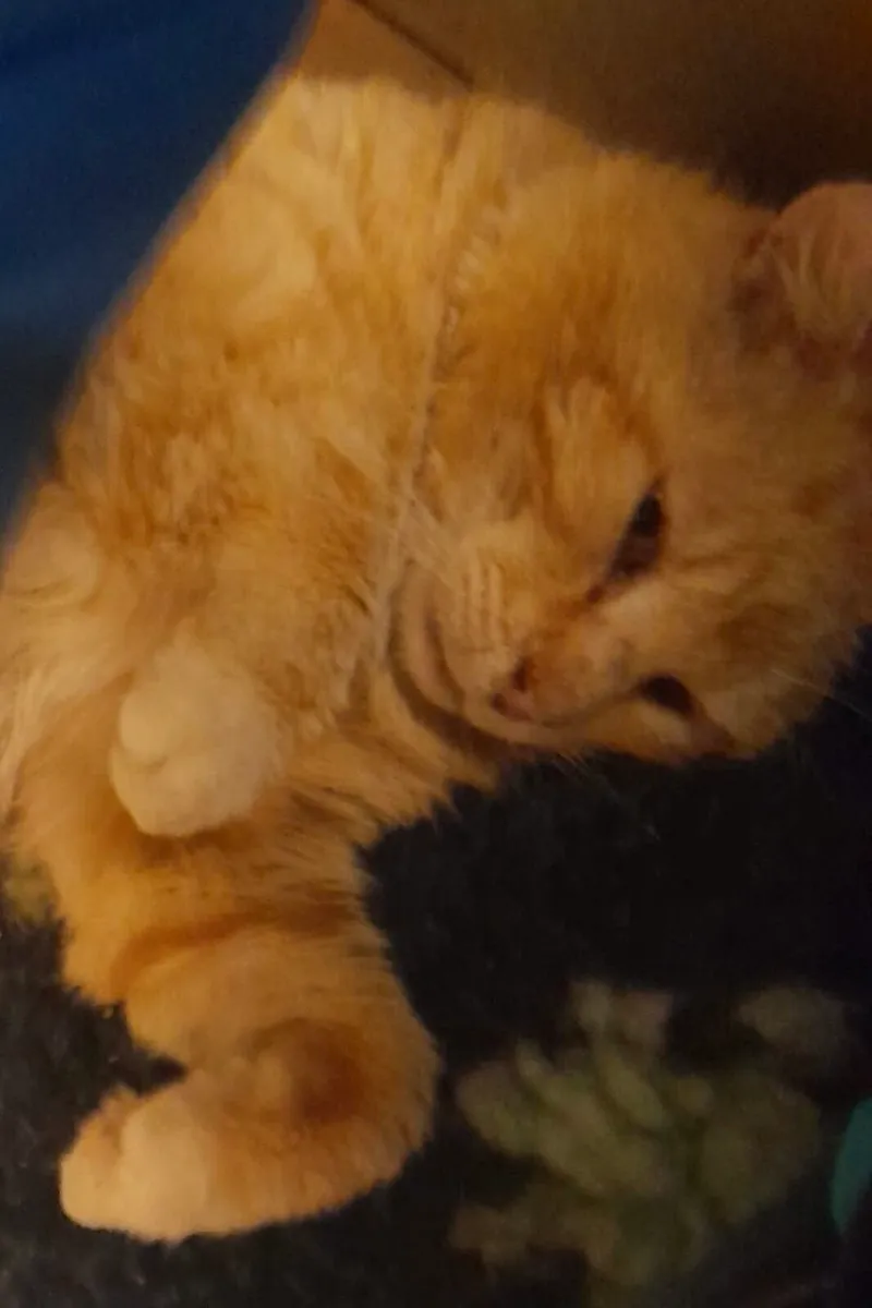 BEANO. Rescued . Neutered. - Image 1