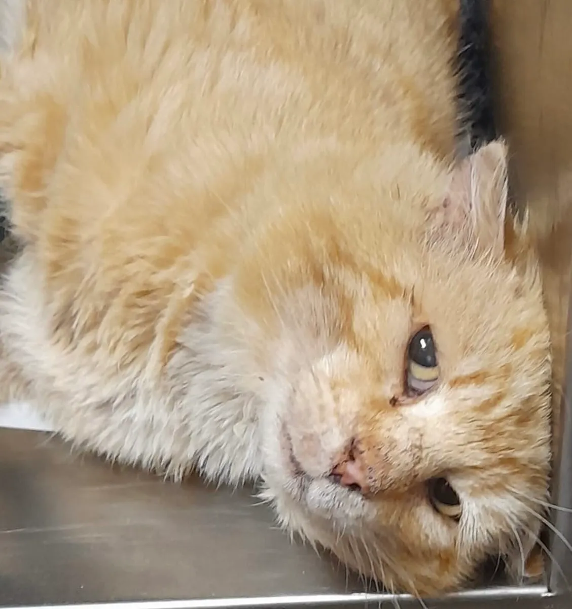 BEANO. Rescued . Neutered. - Image 2