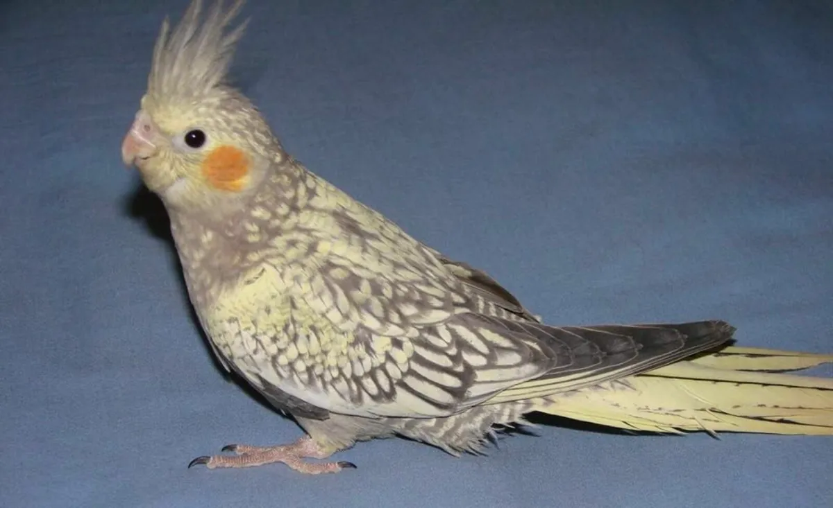 pearl cockatiel - Image 2