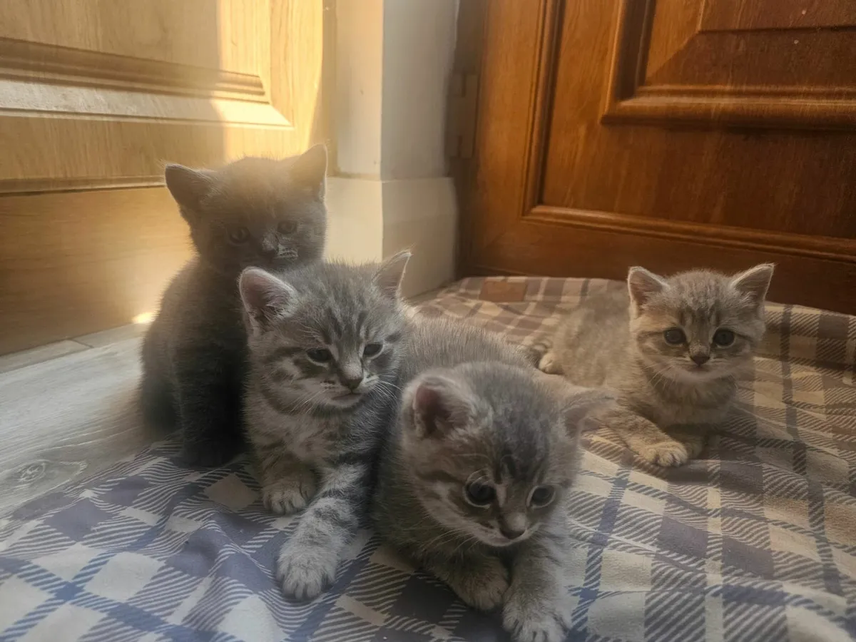 British shorthair/Russian Blue Kittens - Image 1