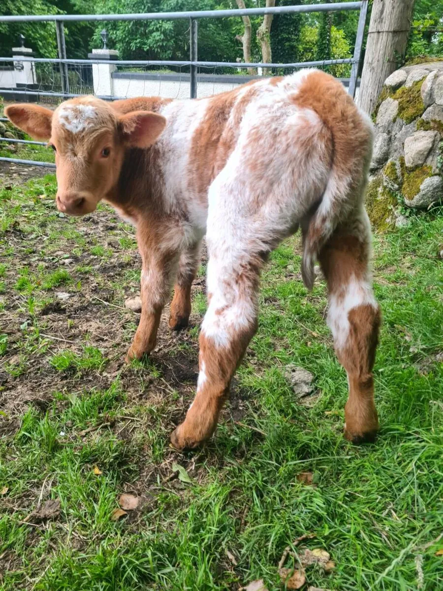 Super foster calf - Image 2
