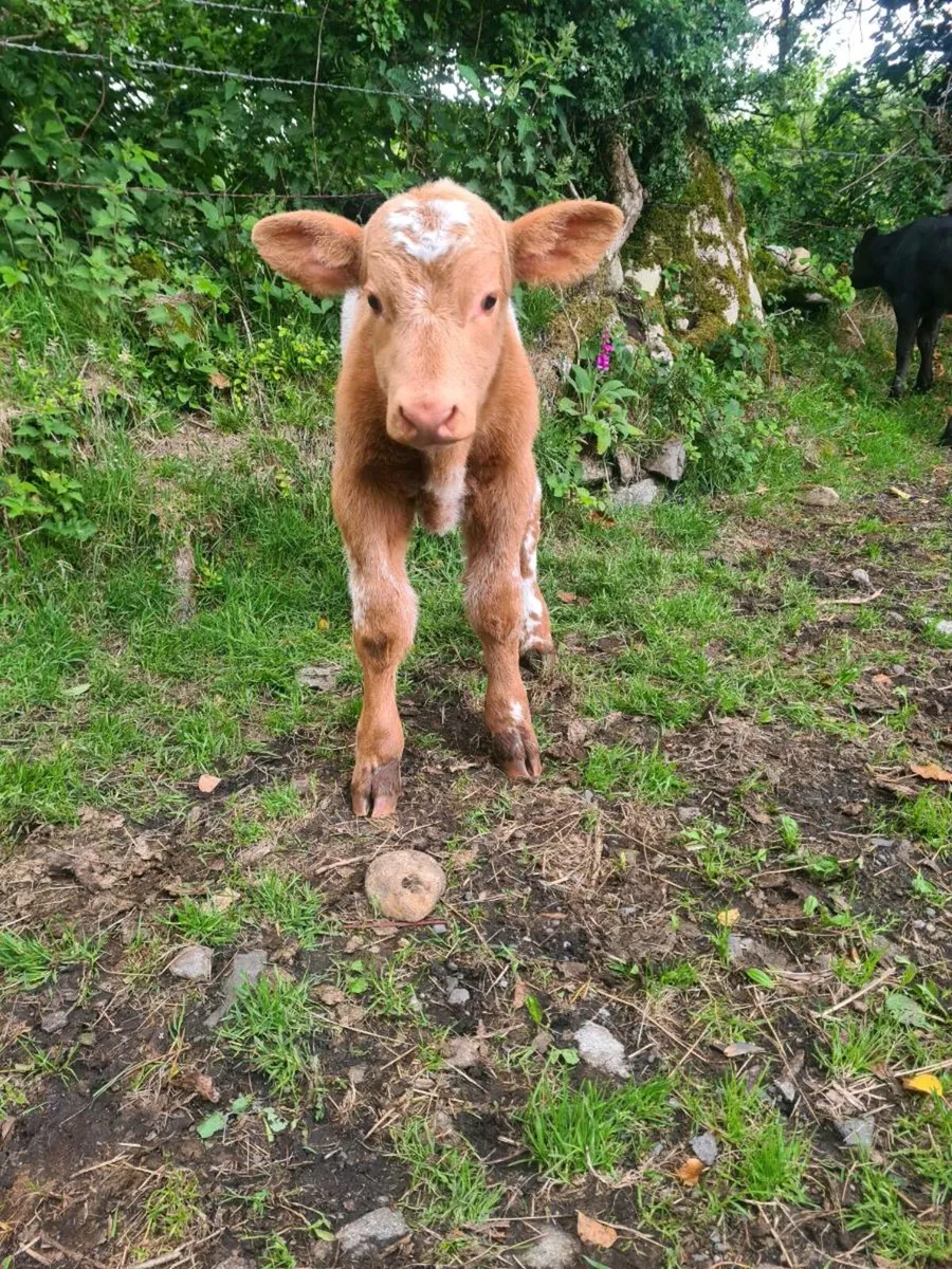 Super foster calf - Image 3